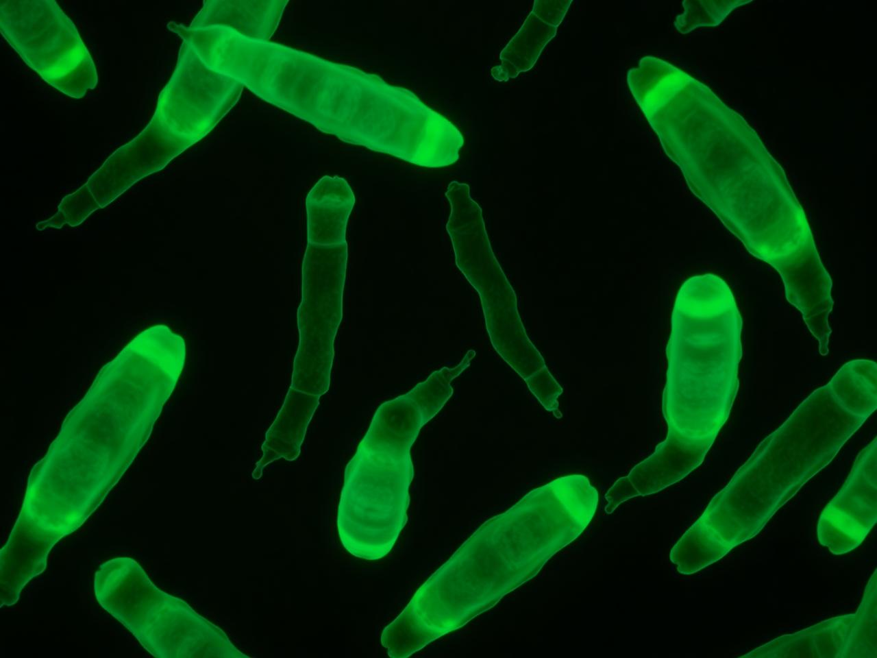 Fluorescence microscopy of cultured human fibroblast cells used in cellular senescence research