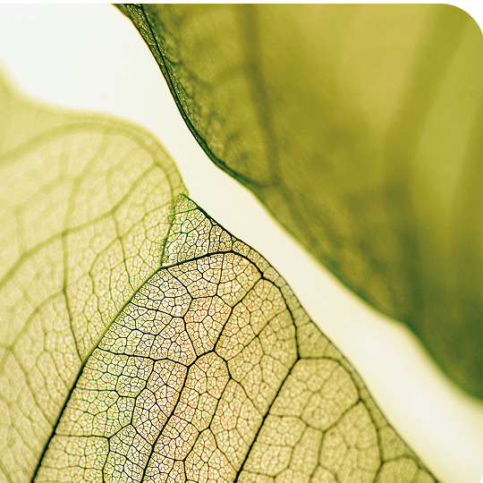 Green tea and matcha, natural sources of L-theanine