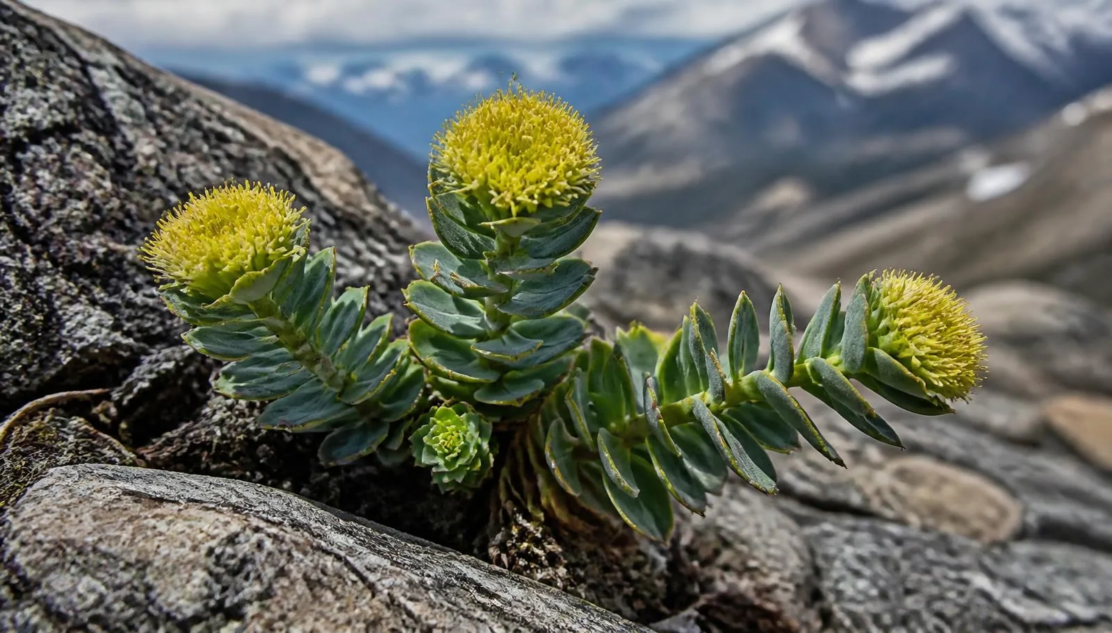 Rhodiola rosea growing on alpine rock