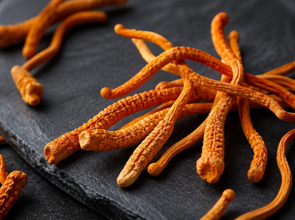 Cordyceps ingredient