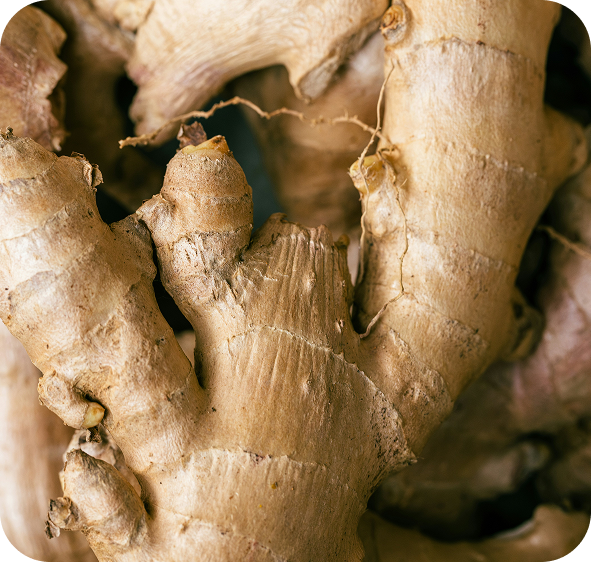 Fresh sliced ginger root
