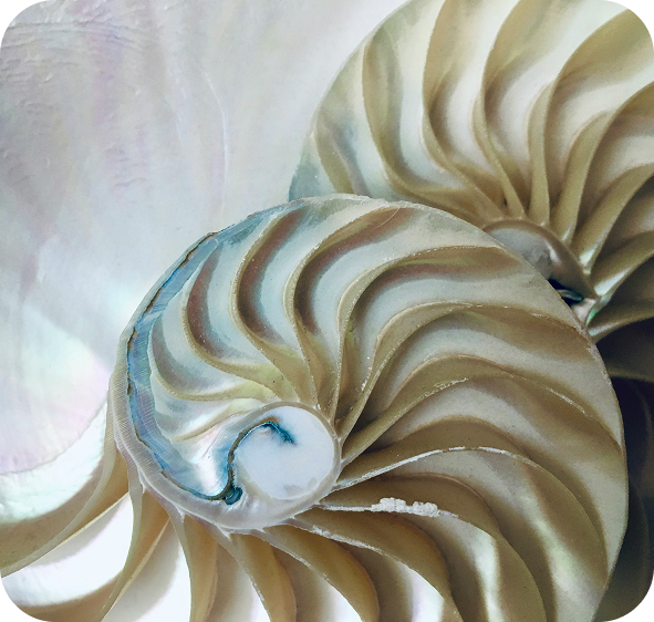 Nautilus shell cross-section, natural form symbolizing glucosamine