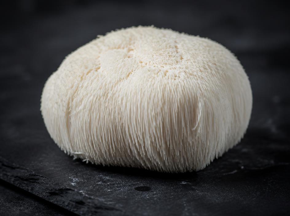 Lion's Mane ingredient