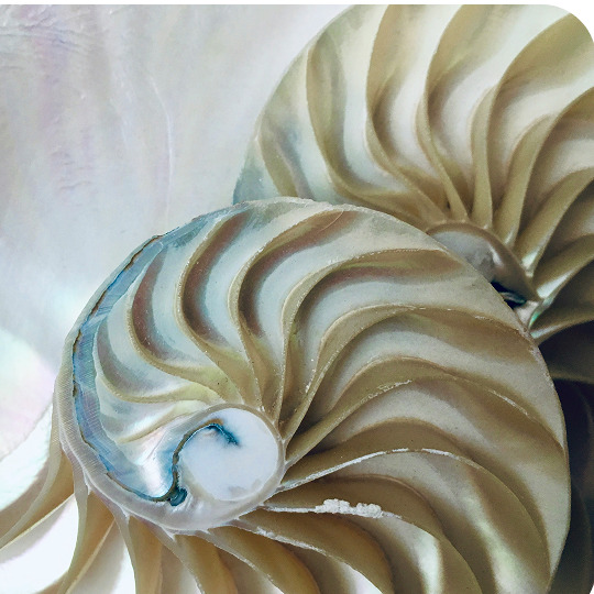 Shellfish, a natural source of glucosamine