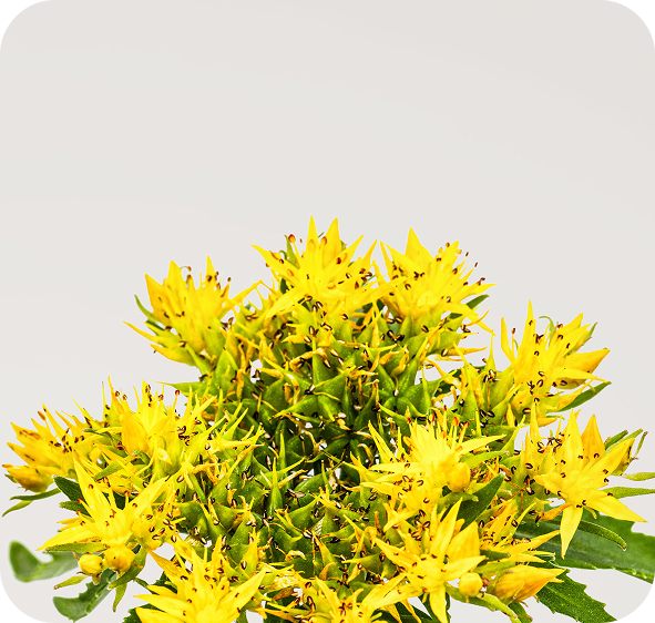 Rhodiola rosea plant with yellow flowers