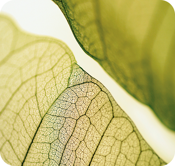 Green tea leaves and L-Theanine